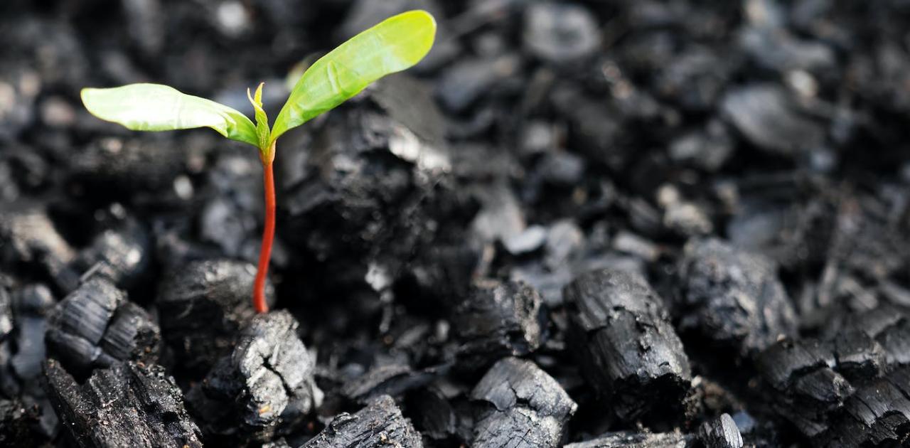 A tonne of fossil carbon isn’t the same as a tonne of new trees: why offsets can’t save us - theconversation.com